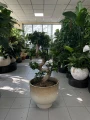 Ficus microcarpa Ginseng bonsai