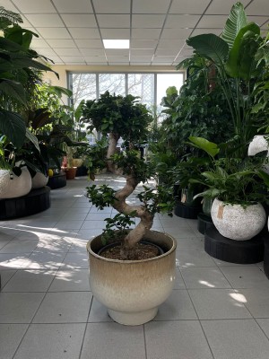 Ficus microcarpa Ginseng bonsai 