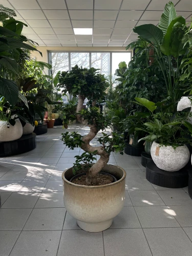 Ficus microcarpa Ginseng bonsai