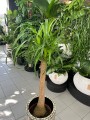 Beaucarnea recurvata - Nolina