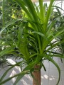 Beaucarnea recurvata - Nolina