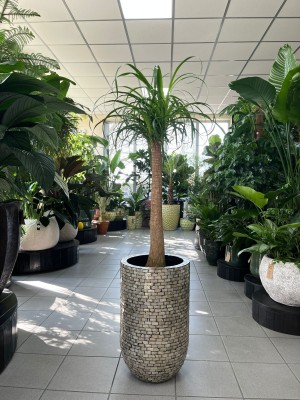 Beaucarnea recurvata, Nolina