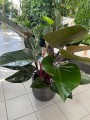 Philodendron Red Beauty