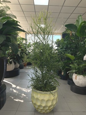 Euphorbia Tirucalli, wilczomlecz palczasty XL