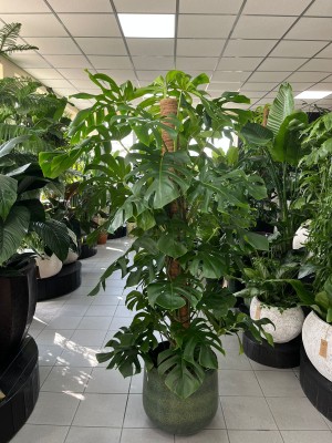 Monstera Deliciosa XXL
