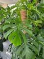 Monstera Deliciosa