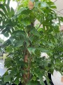 Monstera Deliciosa