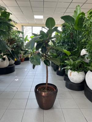 Ficus elastica Robusta
