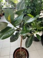 Ficus elastica Robusta