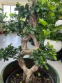 Ficus microcarpa Ginseng bonsai