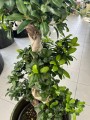 Ficus microcarpa Ginseng bonsai