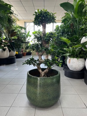 Ficus microcarpa Ginseng bonsai