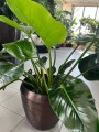 Philodendron Green Beauty