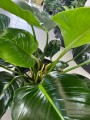 Philodendron Green Beauty