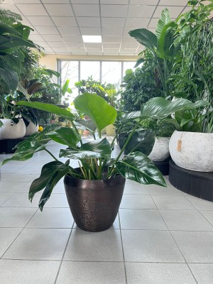 Philodendron Green Beauty