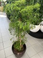 Polyscias fruticosa Ming