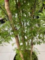 Polyscias fruticosa Ming