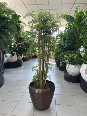 Polyscias fruticosa Ming