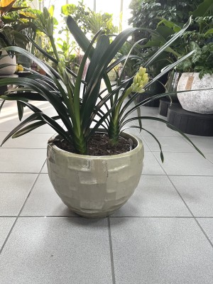 Kliwia pomarańczowa, Clivia miniata XL