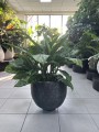 Aglaonema Chantal