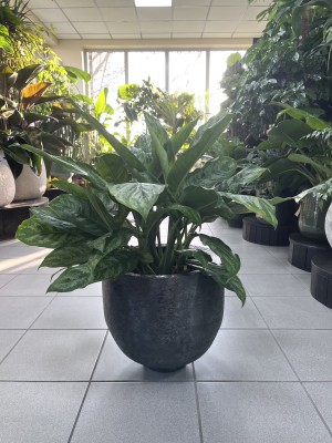 Aglaonema Chantal