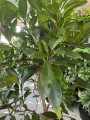 Ficus Cyathistipula