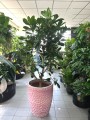 Ficus Cyathistipula
