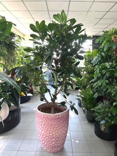 Ficus Cyathistipula