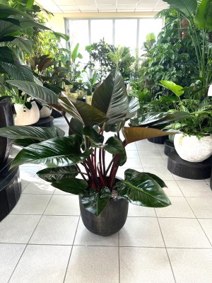 Philodendron Red Beauty