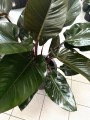 Philodendron Red Beauty