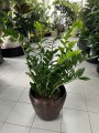 Zamioculcas zamiifolia XL