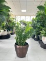 Zamioculcas zamiifolia XL