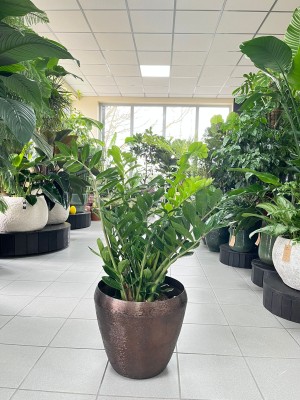 Zamioculcas zamiifolia XL