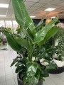 Strelitzia nicolai