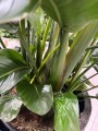 Strelitzia nicolai