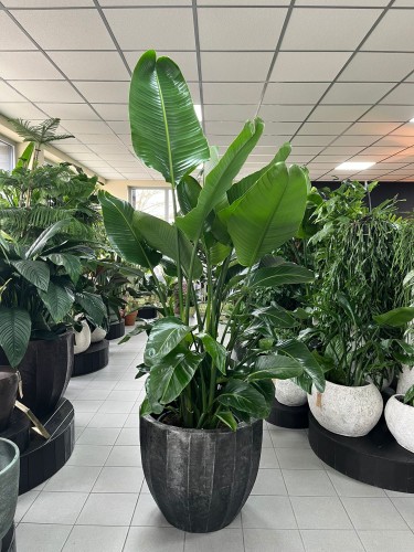 Strelitzia nicolai