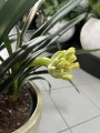 Kliwia mix żółta i pomarańczowa, Clivia miniata XL