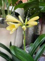 Kliwia mix żółta i pomarańczowa, Clivia miniata XL