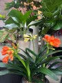 Kliwia mix żółta i pomarańczowa, Clivia miniata XL