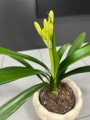 Clivia miniata Yellow Kliwia