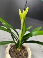Clivia miniata Yellow Kliwia