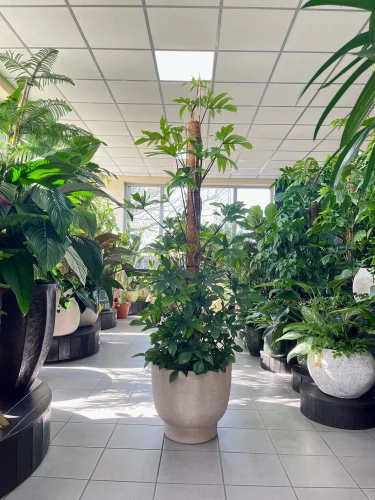 Philodendron pedatum XXL