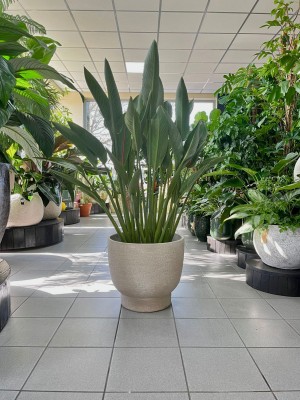 Strelitzia Reginae, Strelicja królewska L