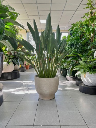 Strelitzia Reginae, Strelicja królewska L