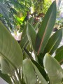 Strelitzia Reginae, Strelicja królewska L