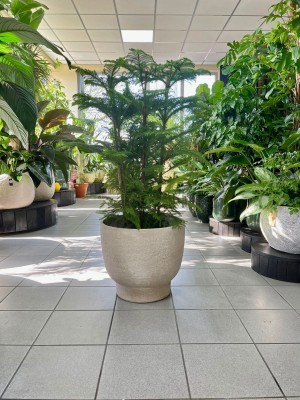 Araucaria heterophylla L