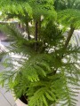 Araucaria heterophylla L