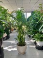 Howea Forsteriana (Kentia) XL