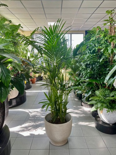 Howea Forsteriana (Kentia) XL