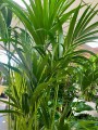 Howea Forsteriana (Kentia) XL